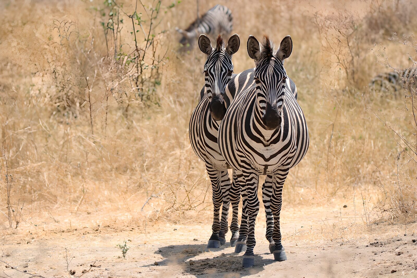 TPFR50031: Deux zèbres dans la savane