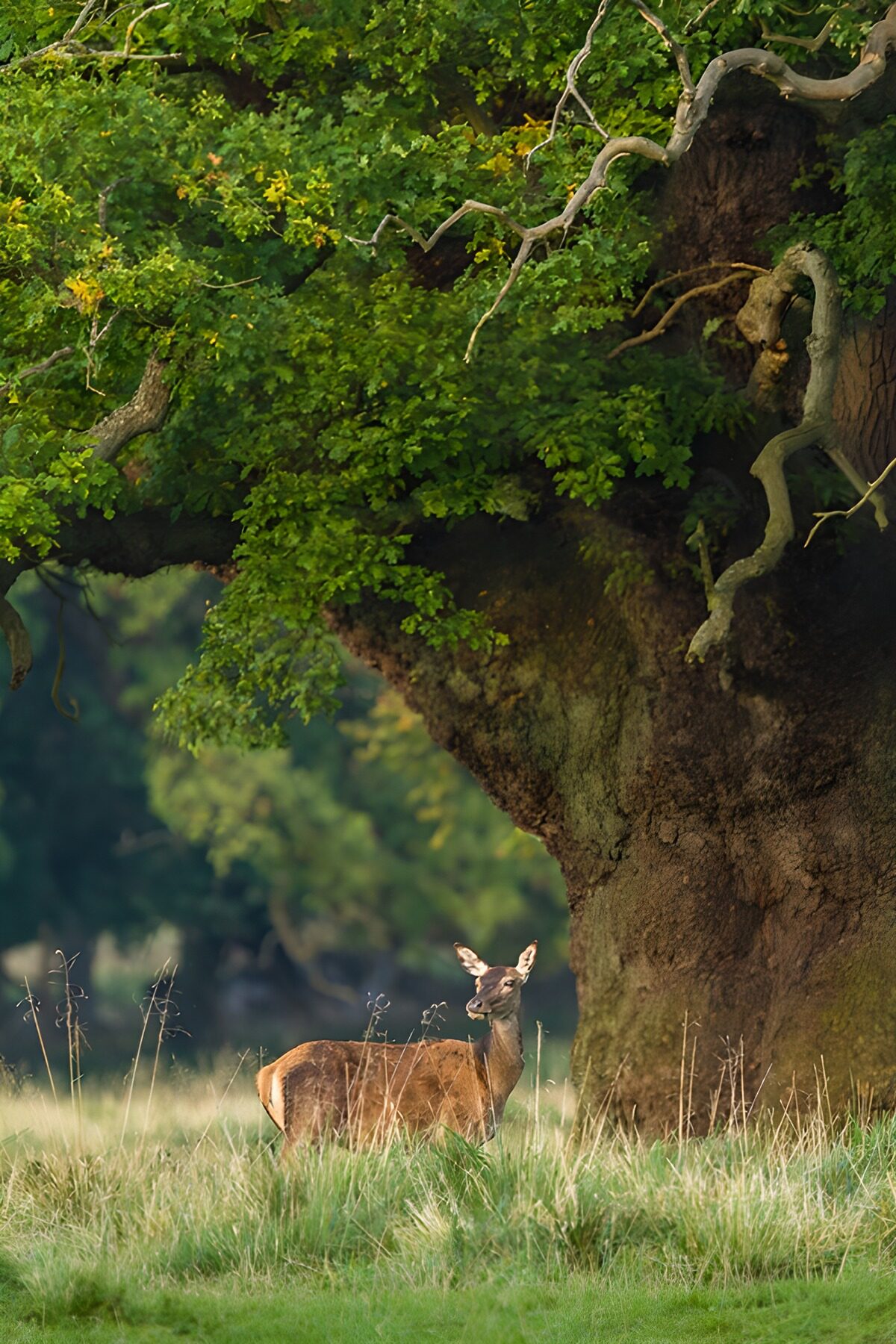 Cerf sous l'arbre majestueux