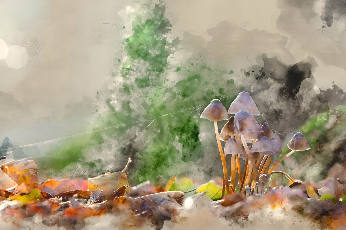 Dans le monde des champignons mystiques
