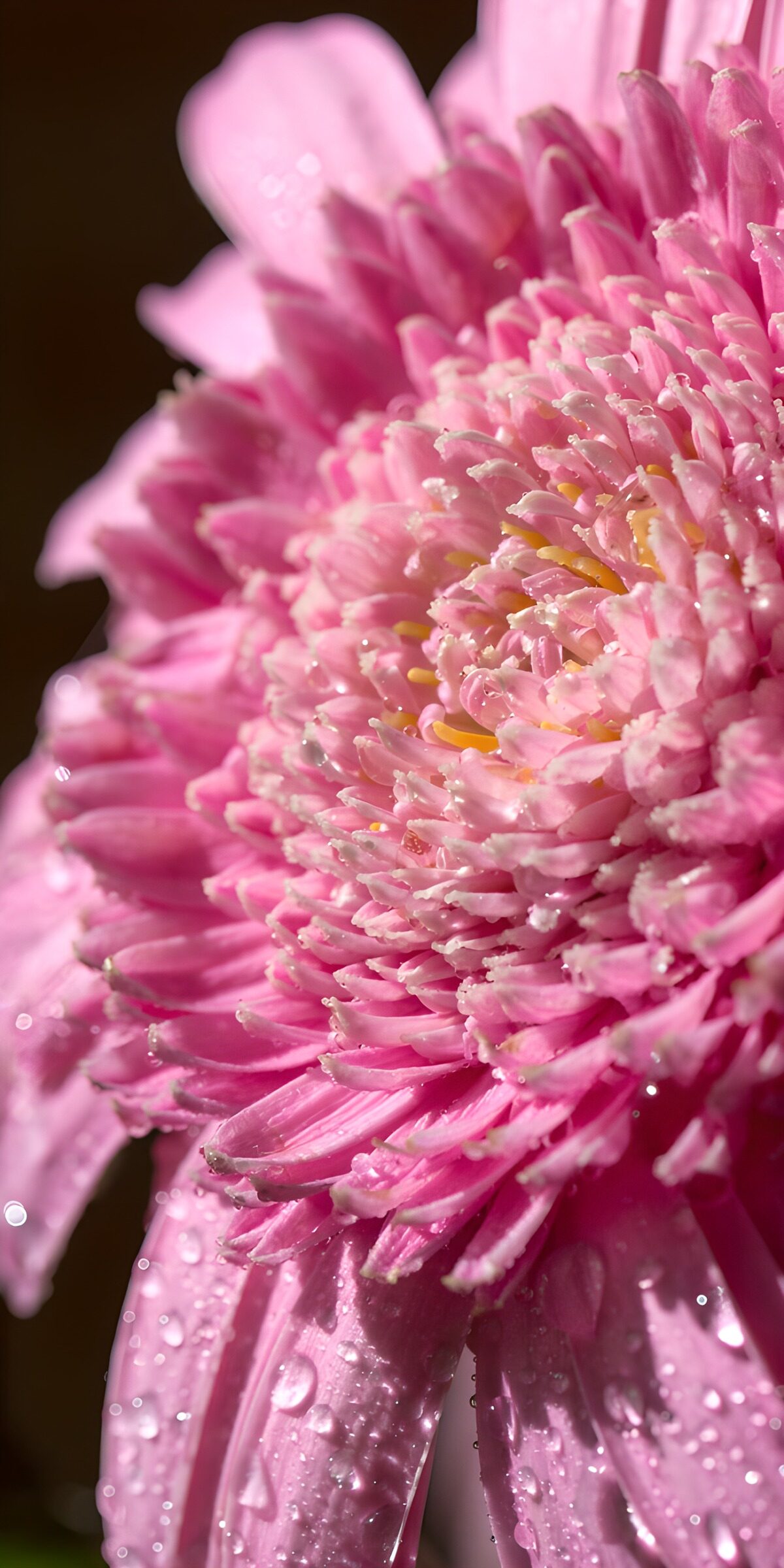 TPFR29186: Fleur de gerbera rose en gros plan