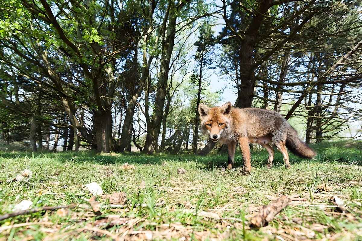 TPFR55257: Un renard curieux dans les bois