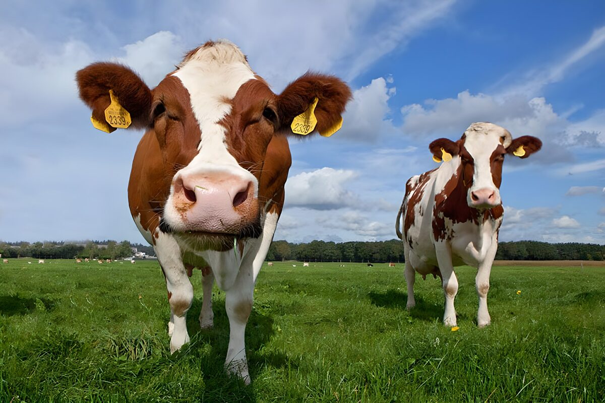 Deux vaches dans une prairie avançant en direction de l'objectif