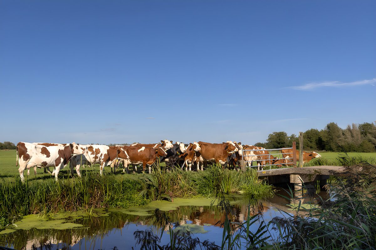 TPFR54234: Vaches sur la berge tranquille
