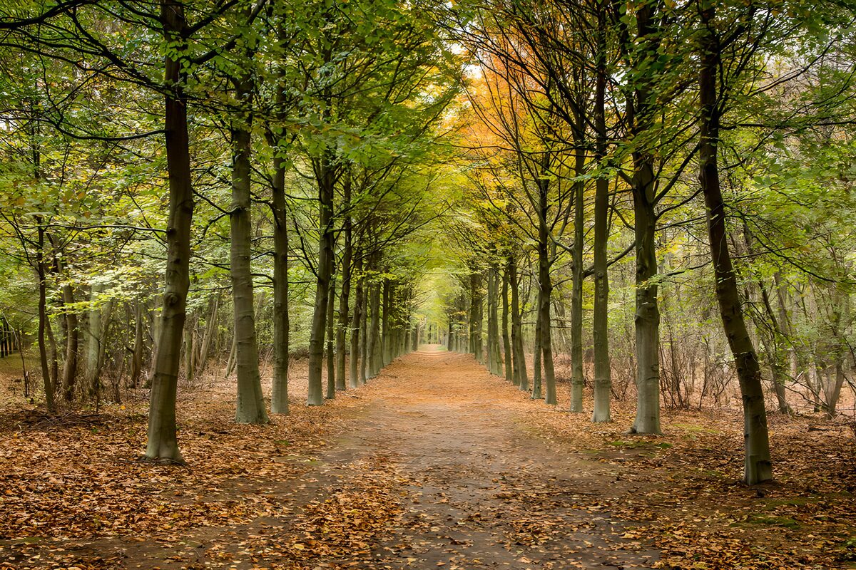 TPFR72593: Allée paisible en automne