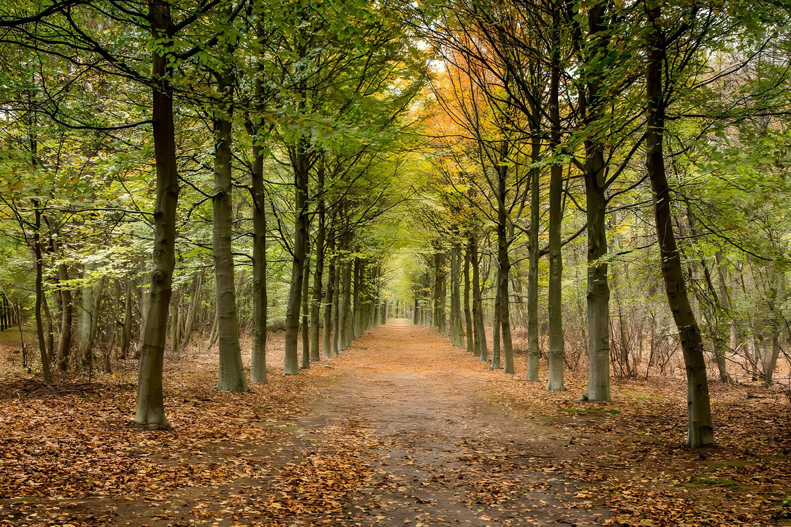 TPFR72593: Allée paisible en automne