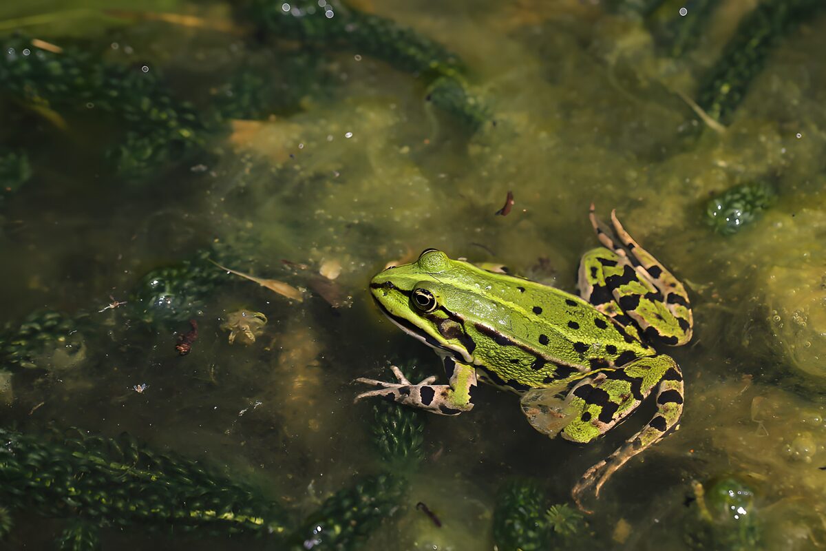 Grenouille verte dans son habitat