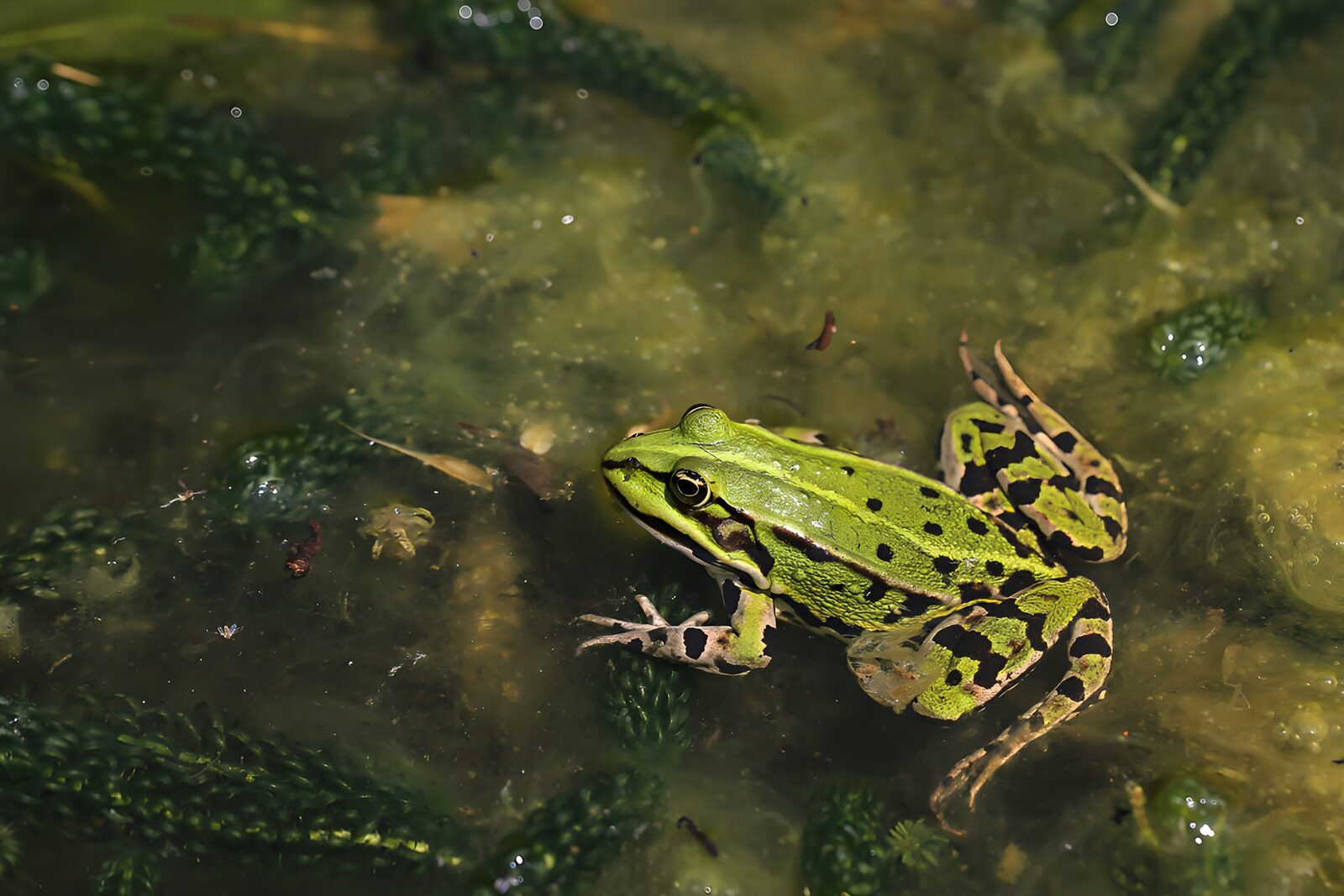 TPFR89926: Grenouille verte dans son habitat