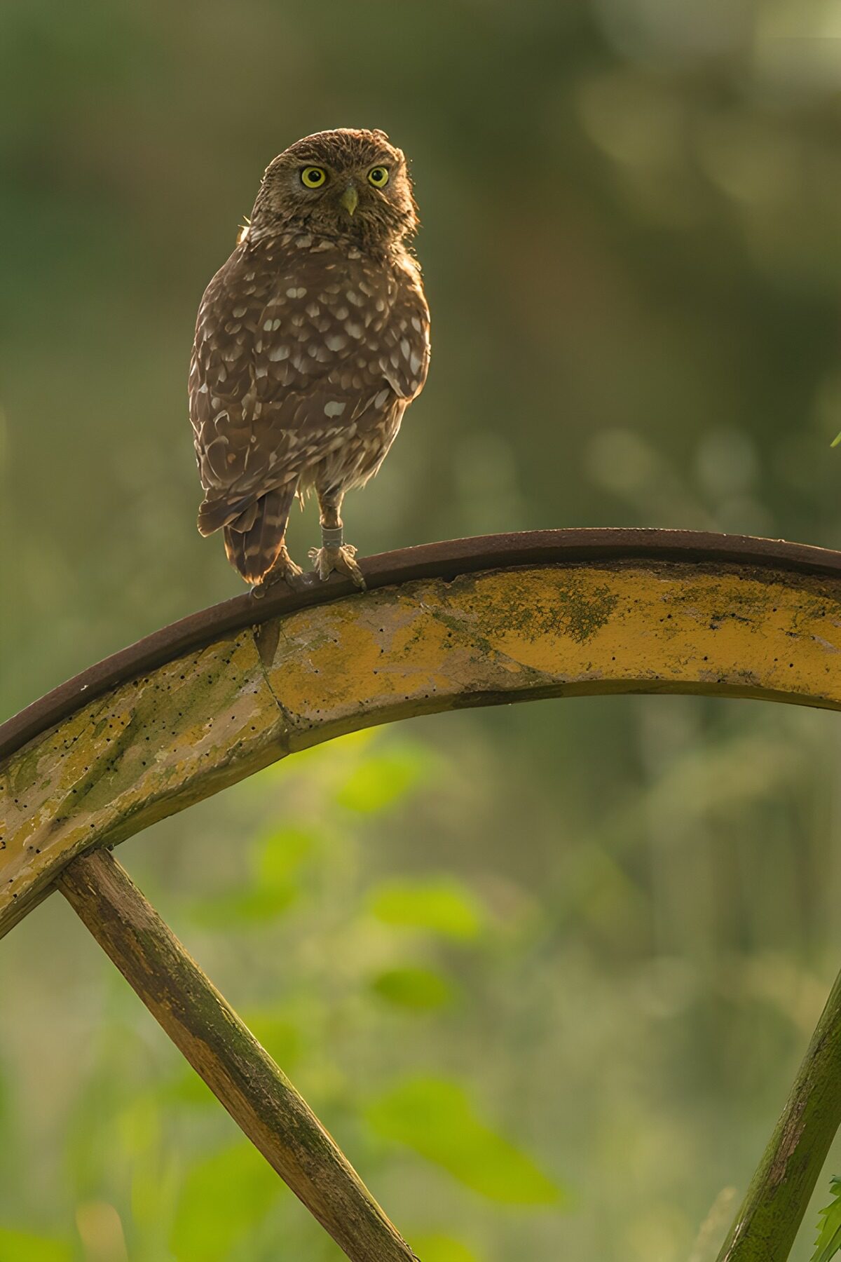 TPFR49052: Hibou sur une roue ancienne