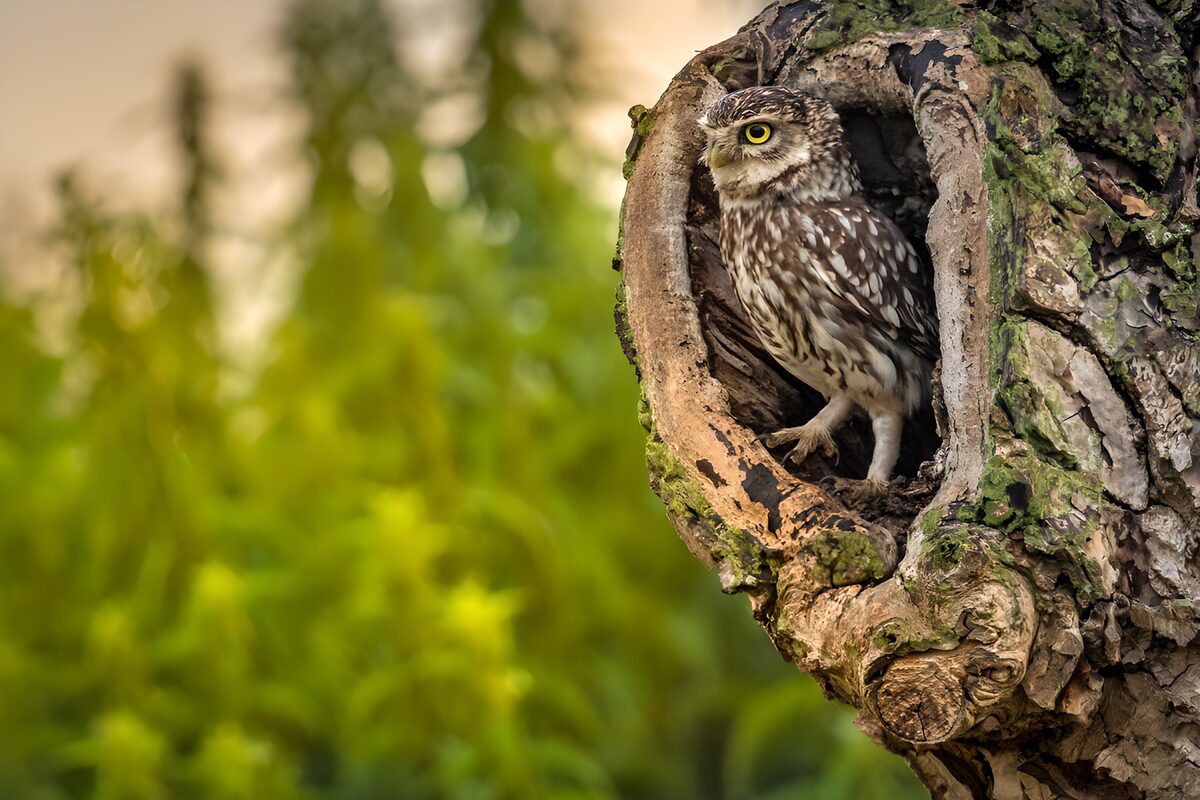 TPFR91807: Hibou perché dans un tronc d'arbre