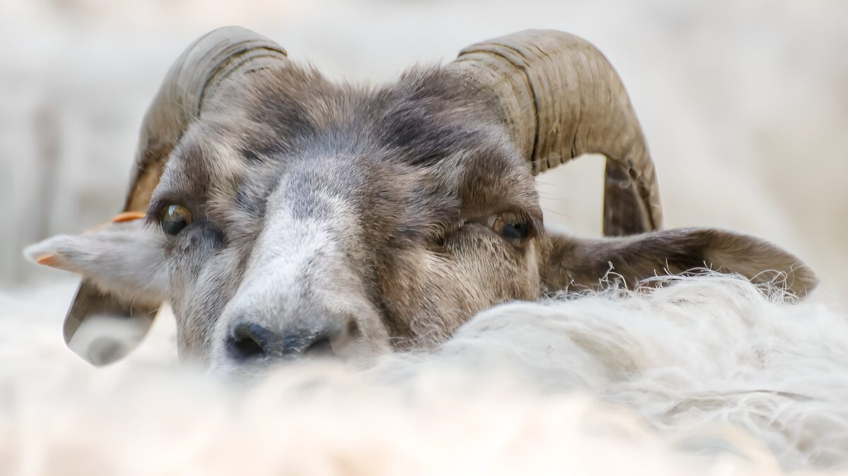 Un mouton émergeant de la laine