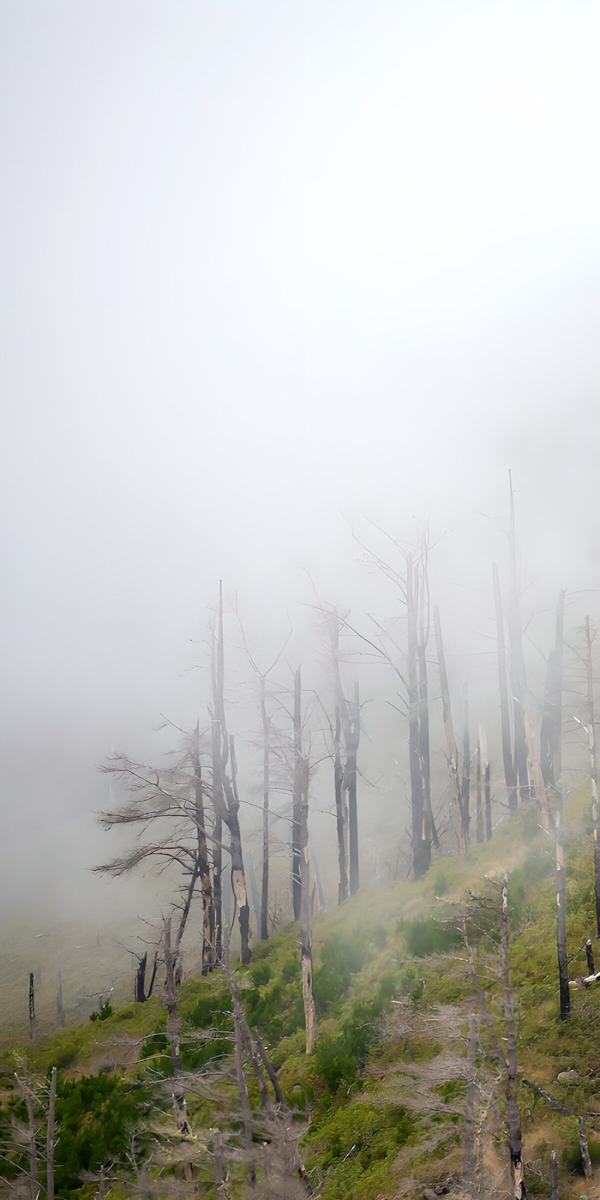 TPFR25797: Forêt embrumée et arbres morts