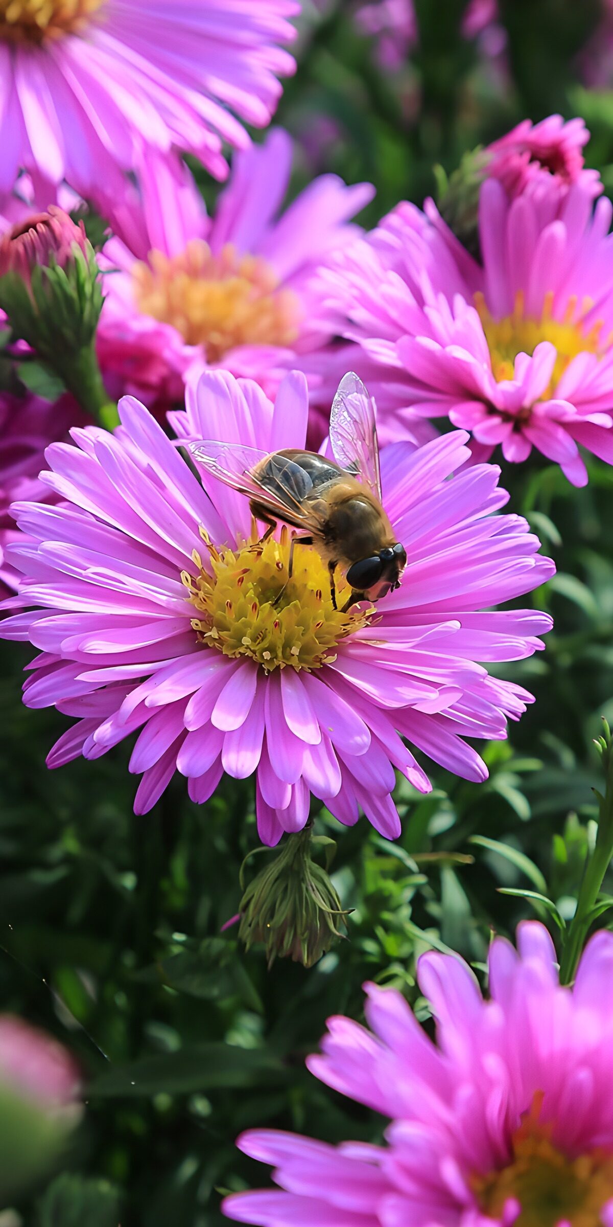 TPFR54276: Abeille sur une fleur rose