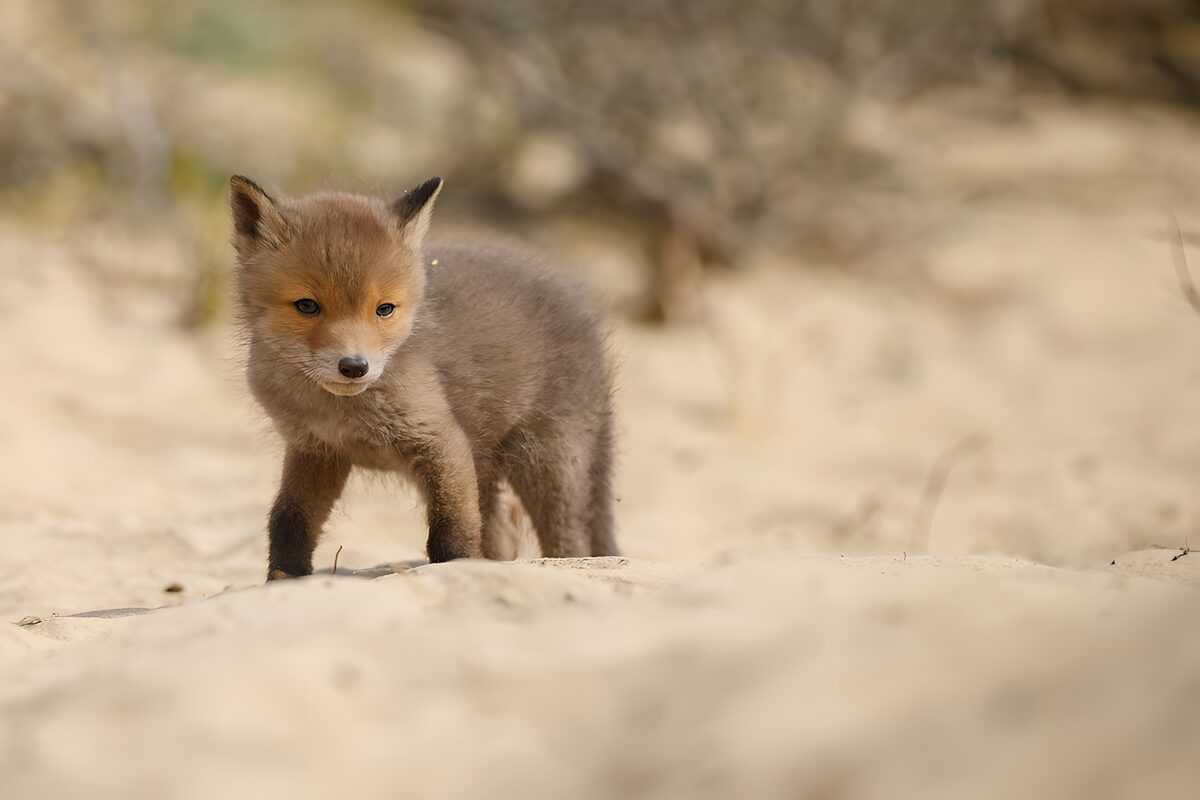 TPFR40021: Petit renard dans le désert