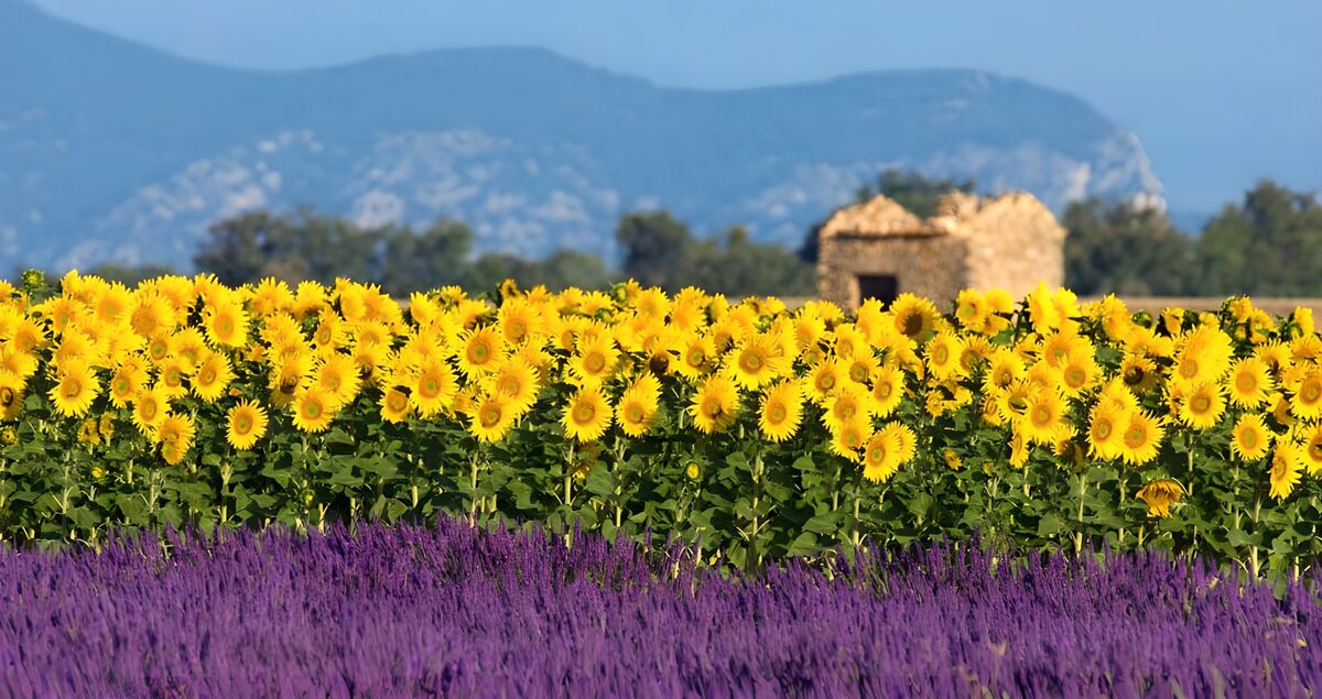 Champ de lavande avec tournesols et vieille maison