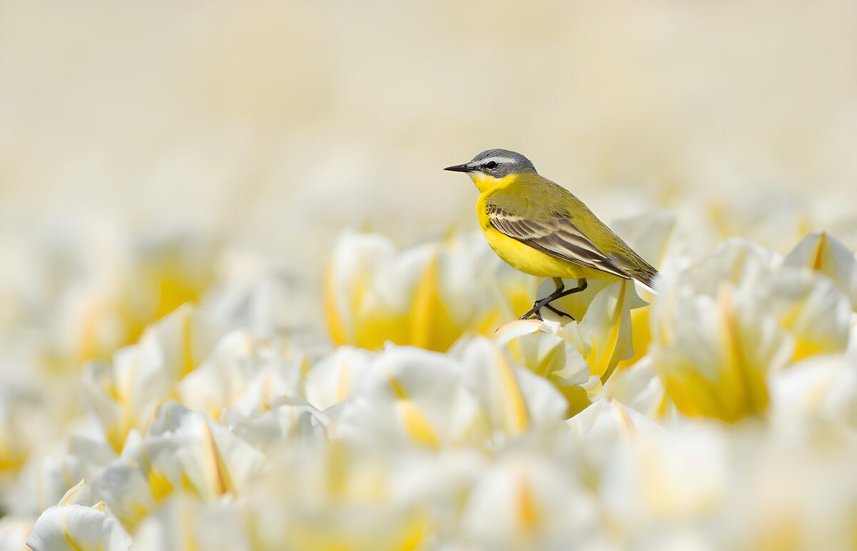 TPFR81477: Oiseau parmi les tulipes jaunes