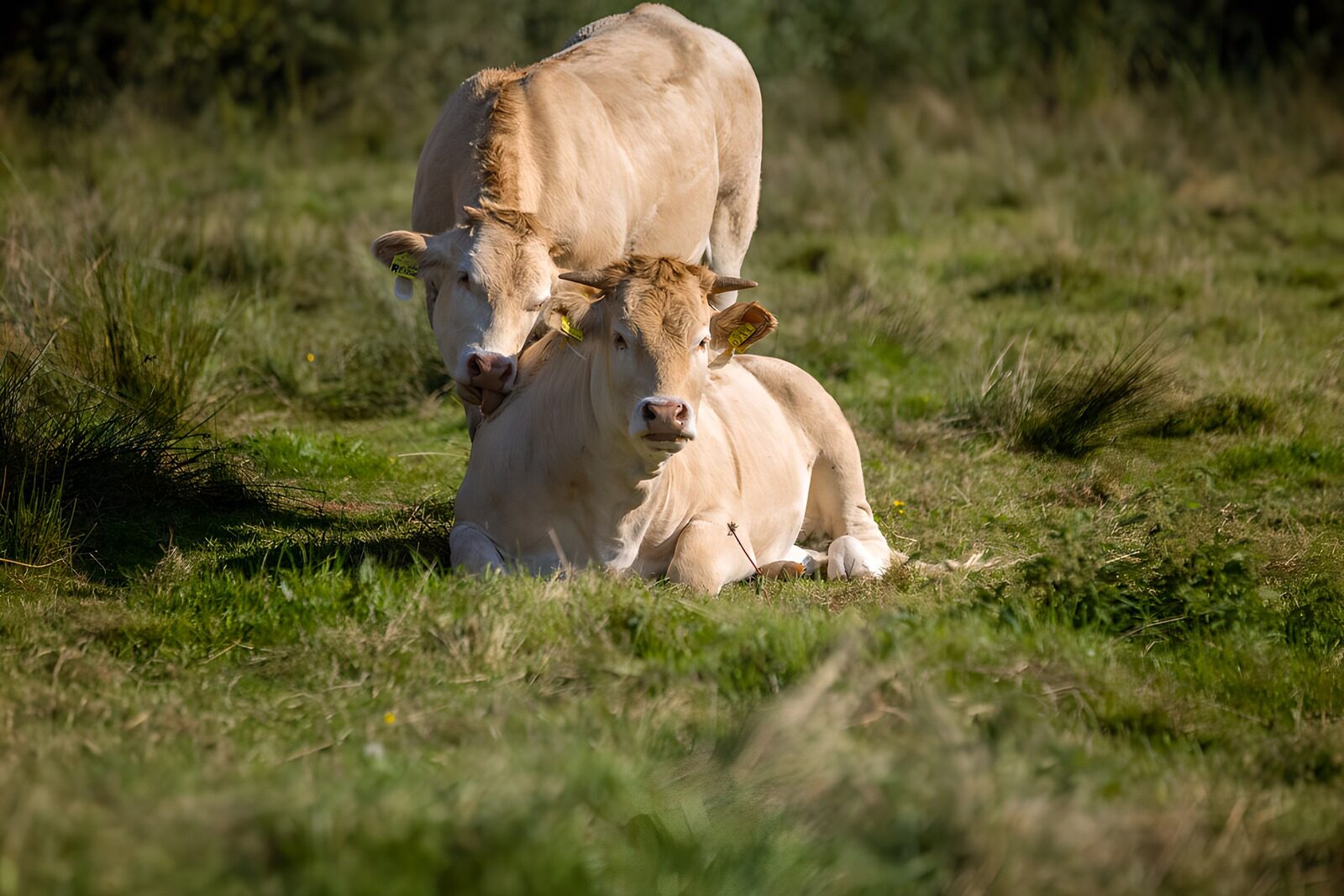 TPFR52527: Douces vaches dans un pré verdoyant