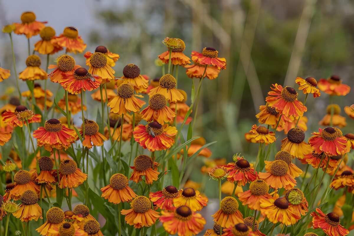 Fleurs vibrantes aux teintes d'orange