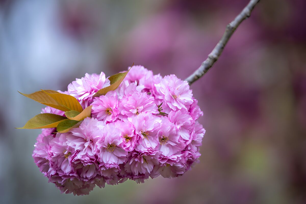 TPFR57078: Fleurs de cerisier en pleine floraison