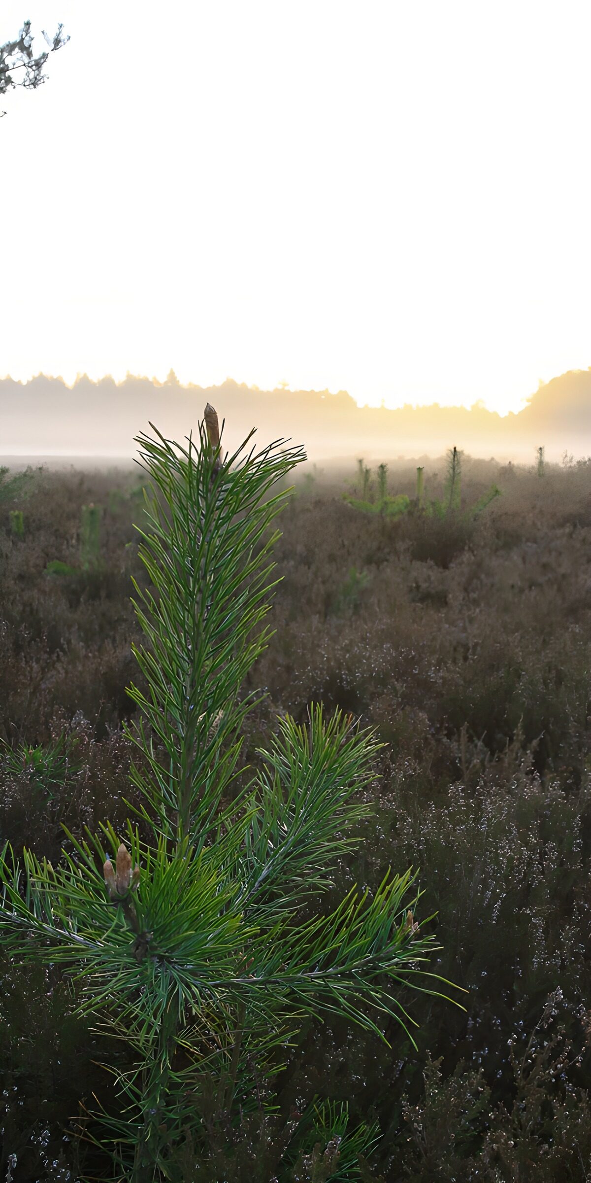 TPFR75535: Lever de soleil sur la forêt