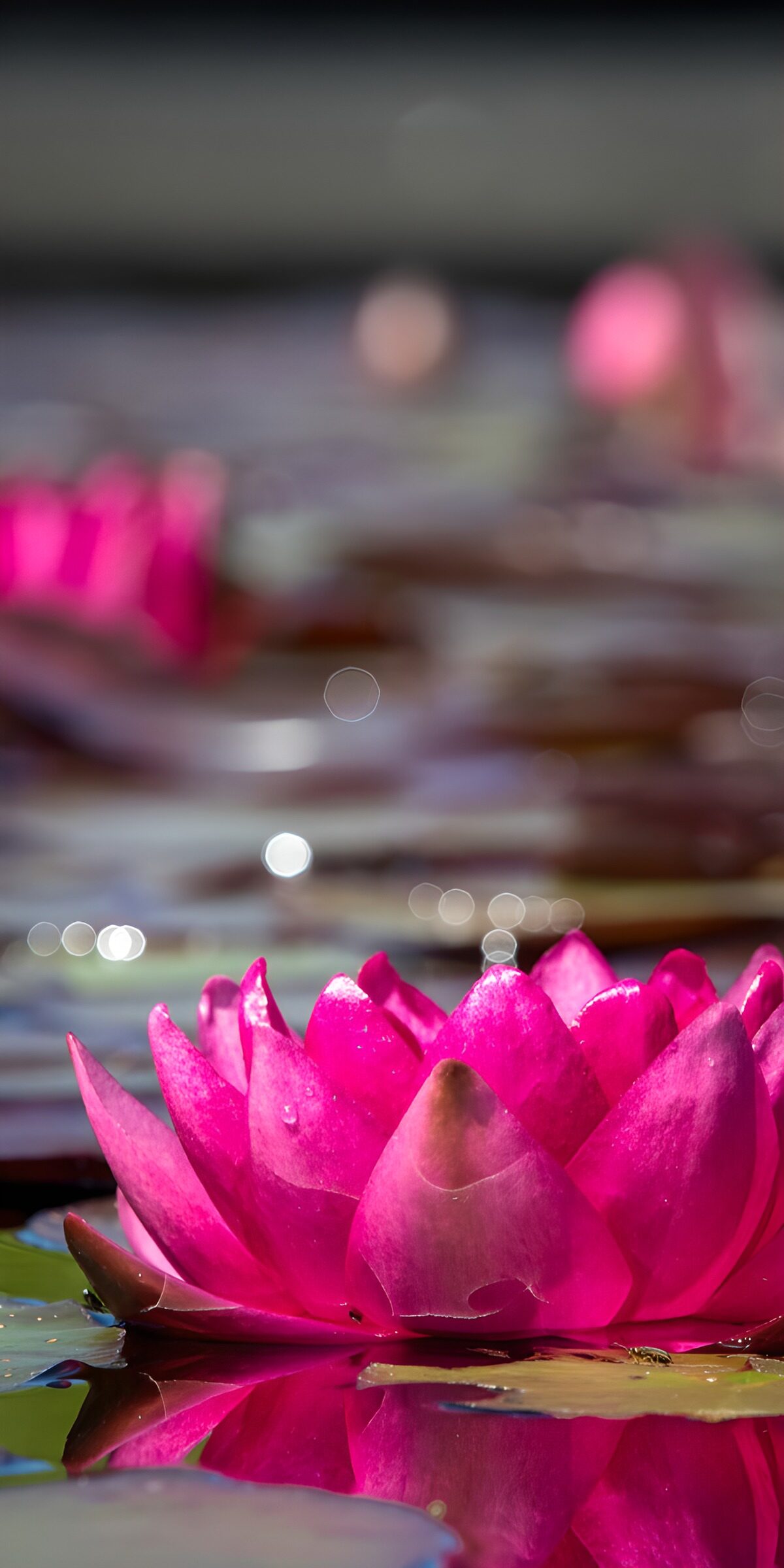 TPFR71381: Nénuphar rose au bord de l'eau