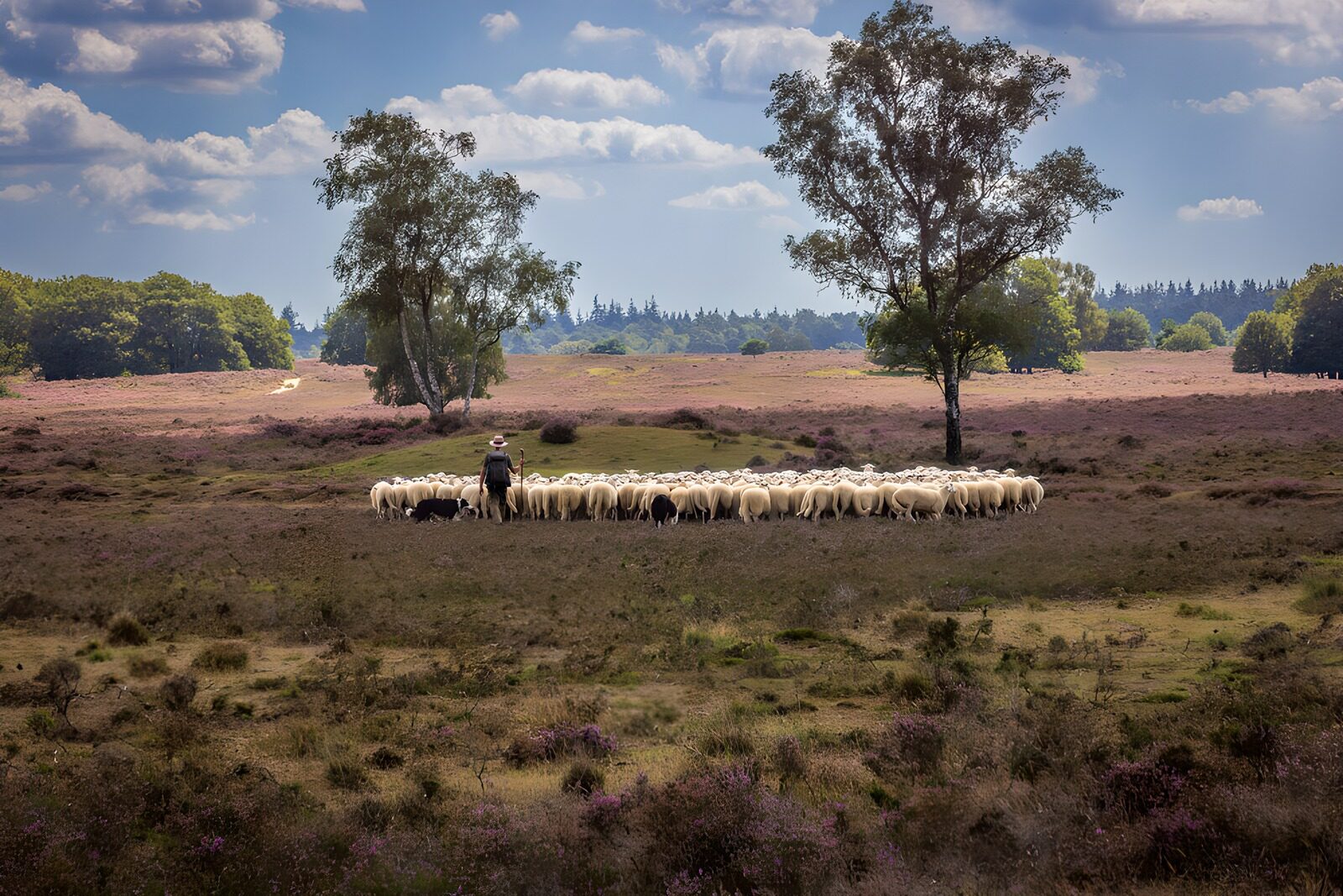 TPFR85910: Berger entouré de moutons dans la nature