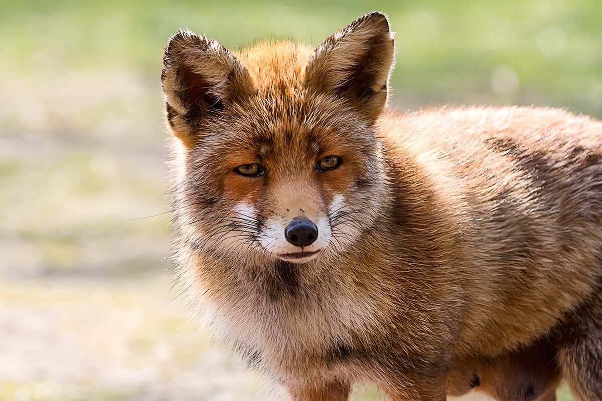 Renard au regard mystérieux