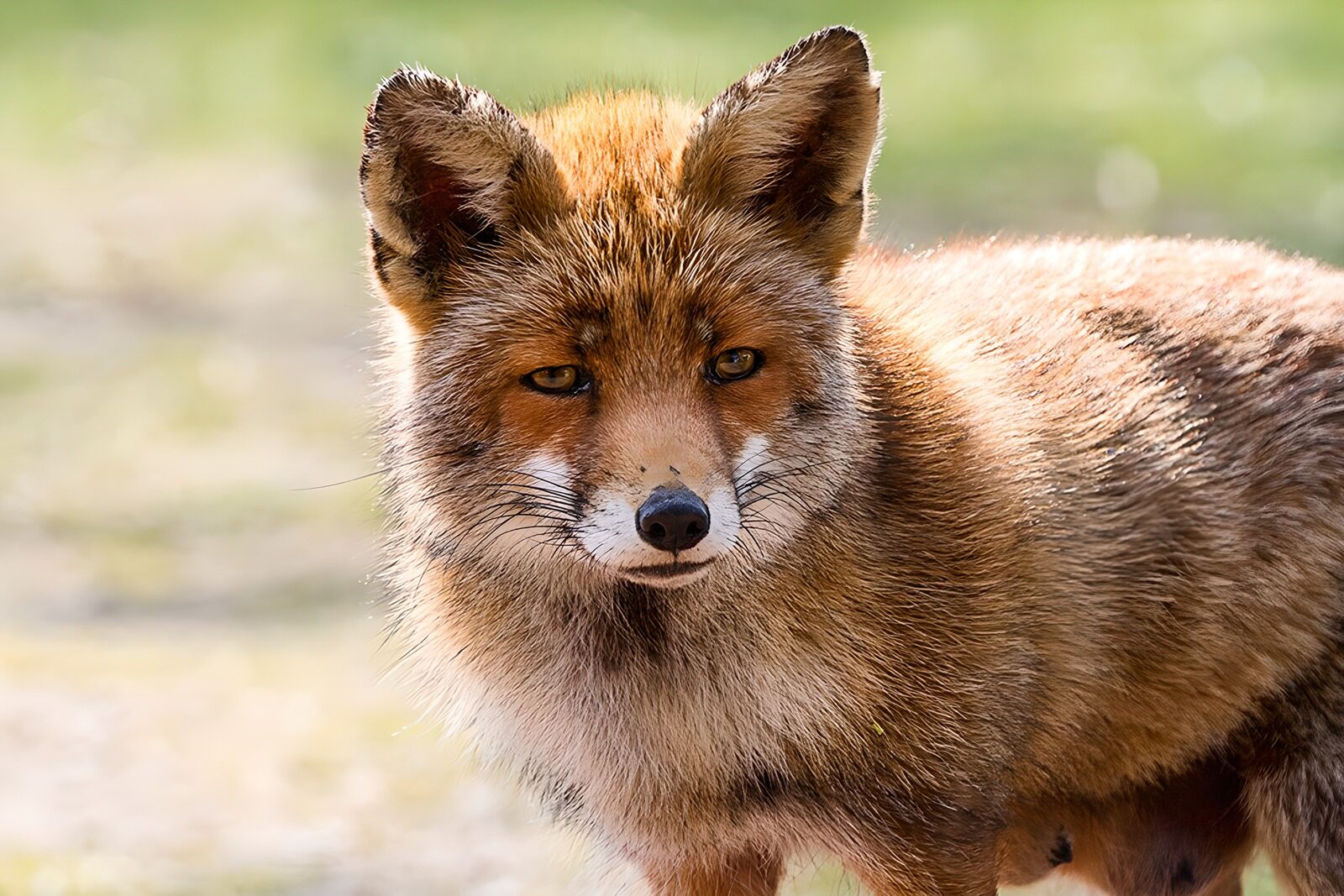 TPFR17278: Renard au regard mystérieux