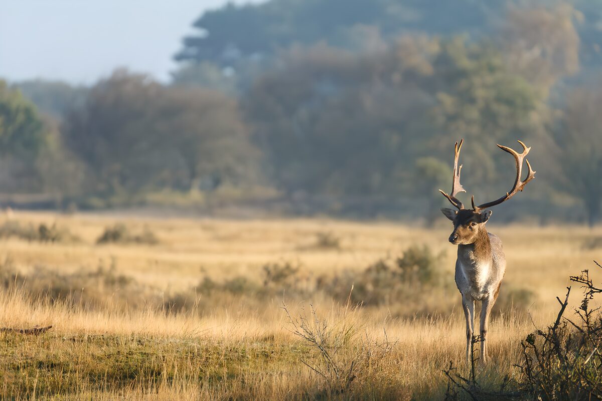 TPFR48108: Cerf majestueux au lever du soleil