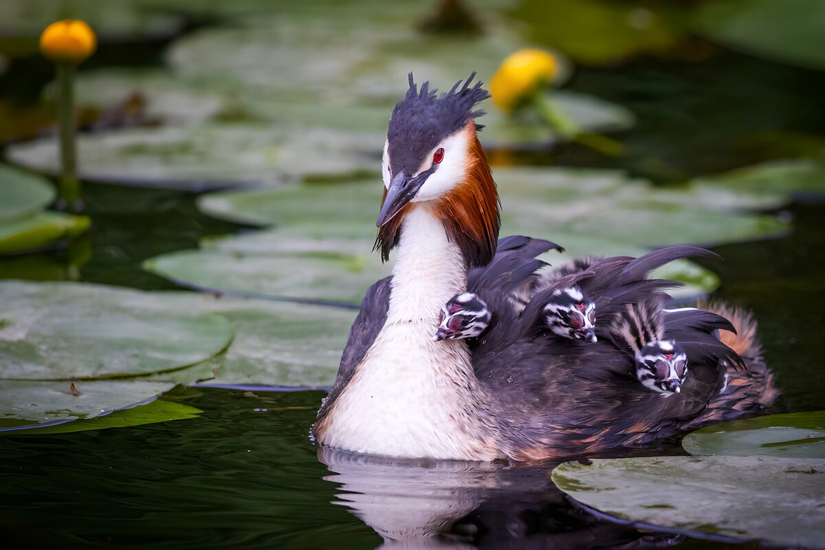 Plongeon et ses poussins dans l'eau