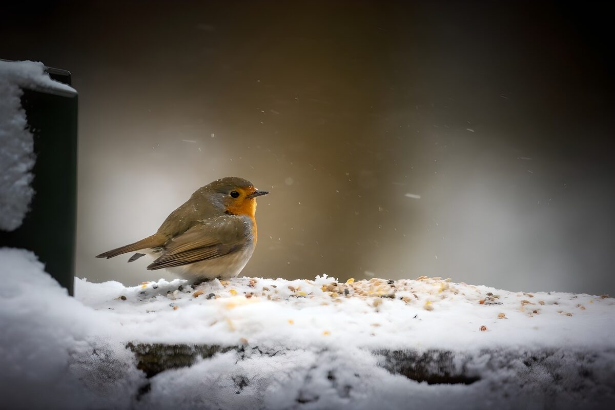 TPFR49993: Rouge-gorge en hiver