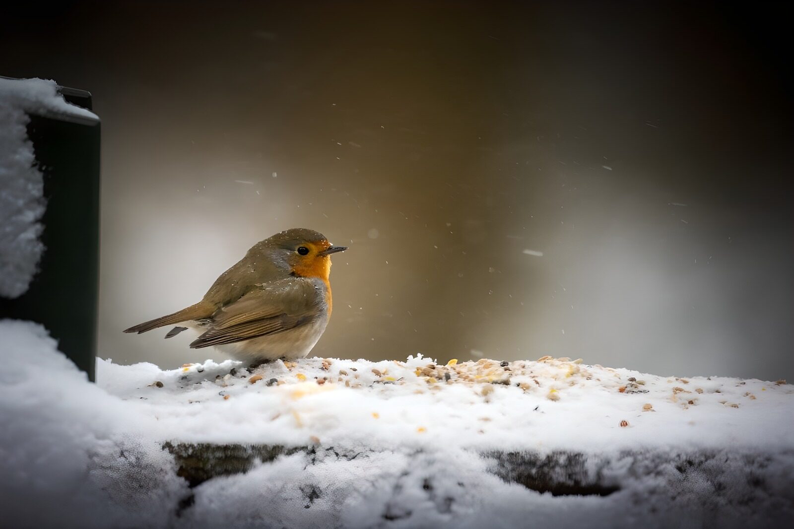 TPFR49993: Rouge-gorge en hiver