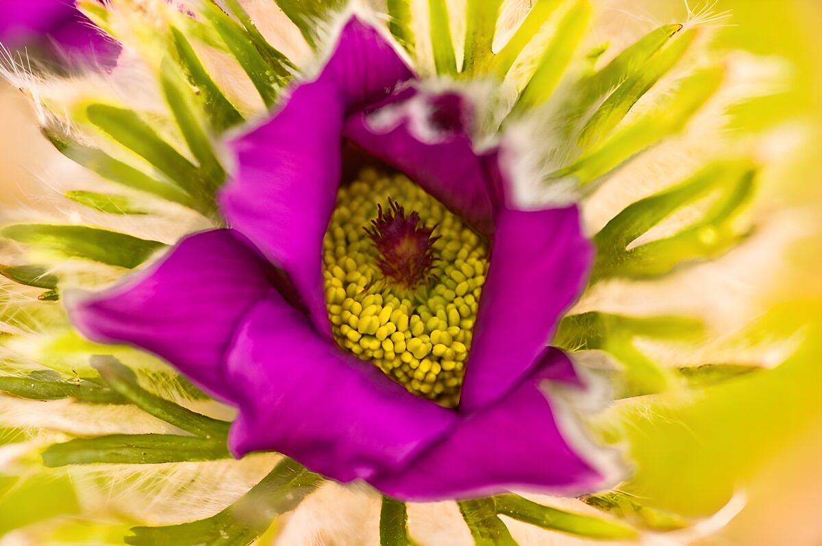 Photo de fleurs 155