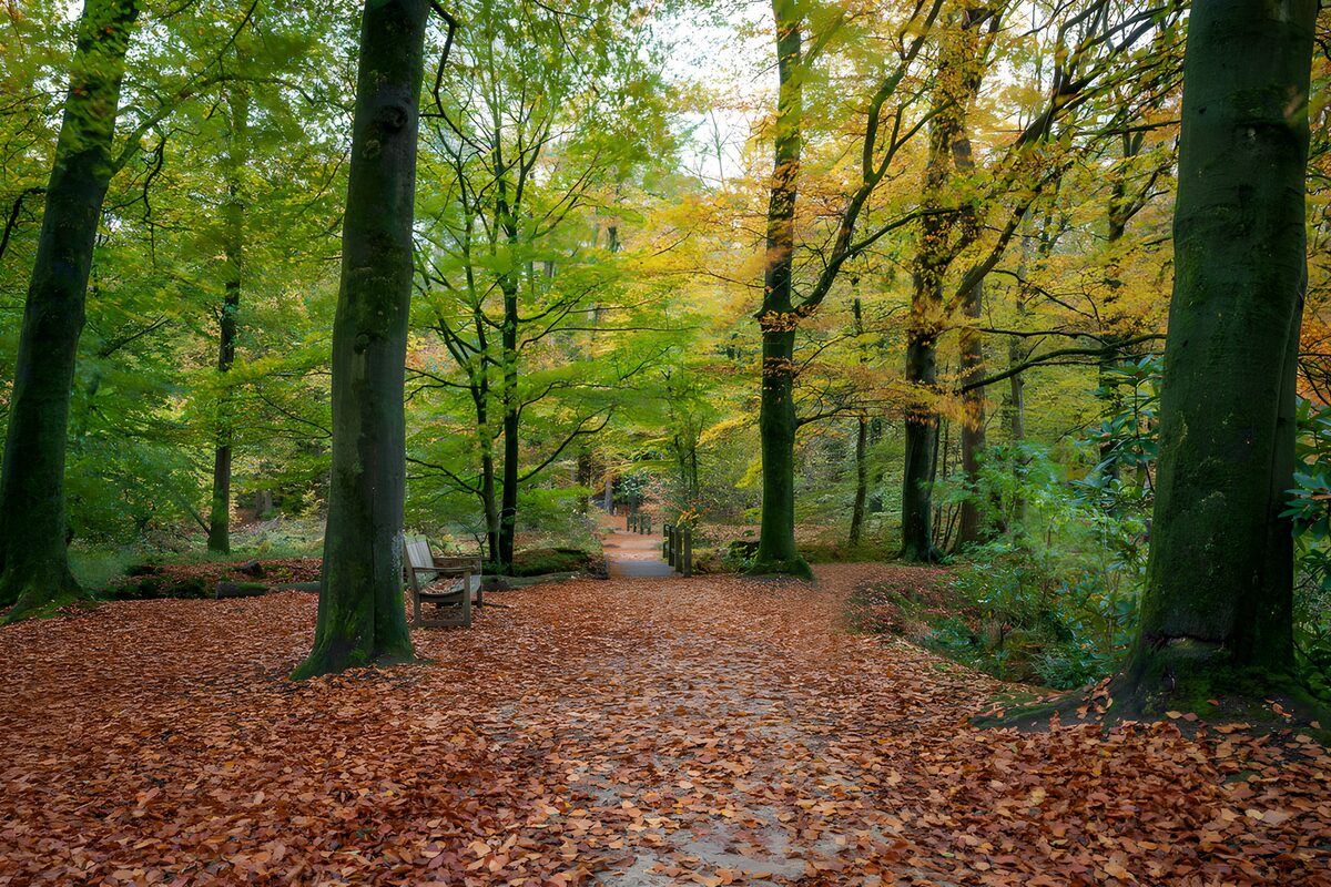 TPFR28963: Promenade d'automne dans la forêt