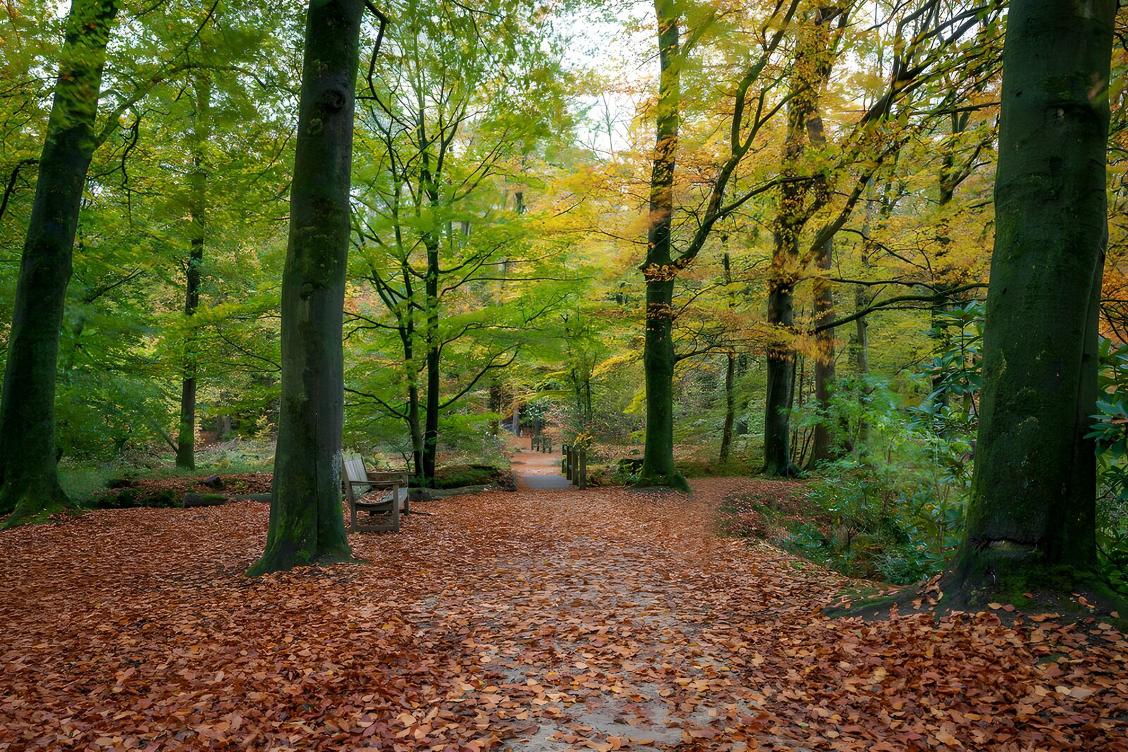 TPFR28963: Promenade d'automne dans la forêt