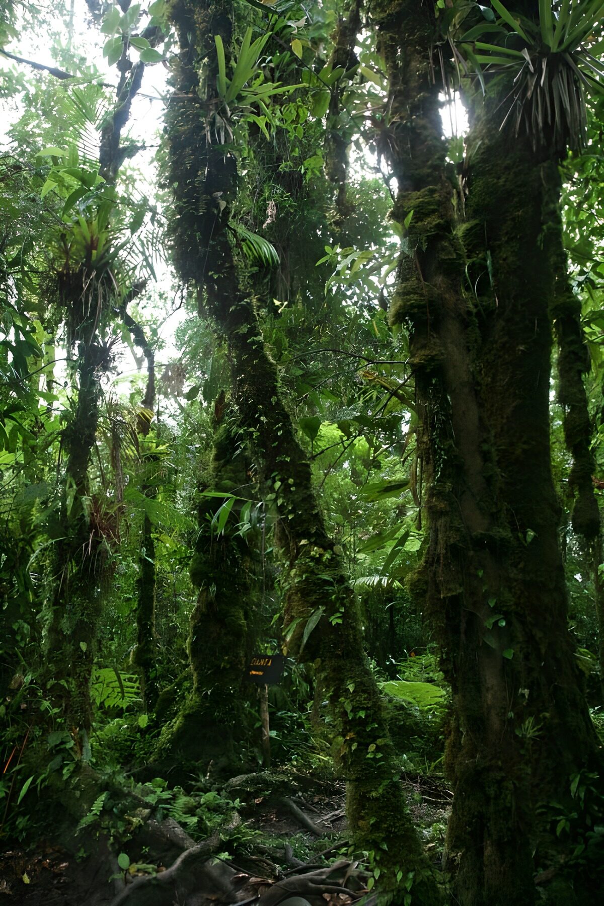 Forêt tropicale luxuriante