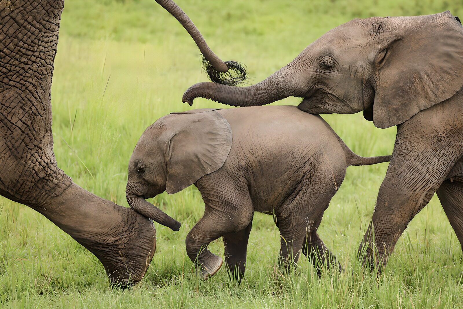 TPFR67386: Famille d'éléphants dans la savane