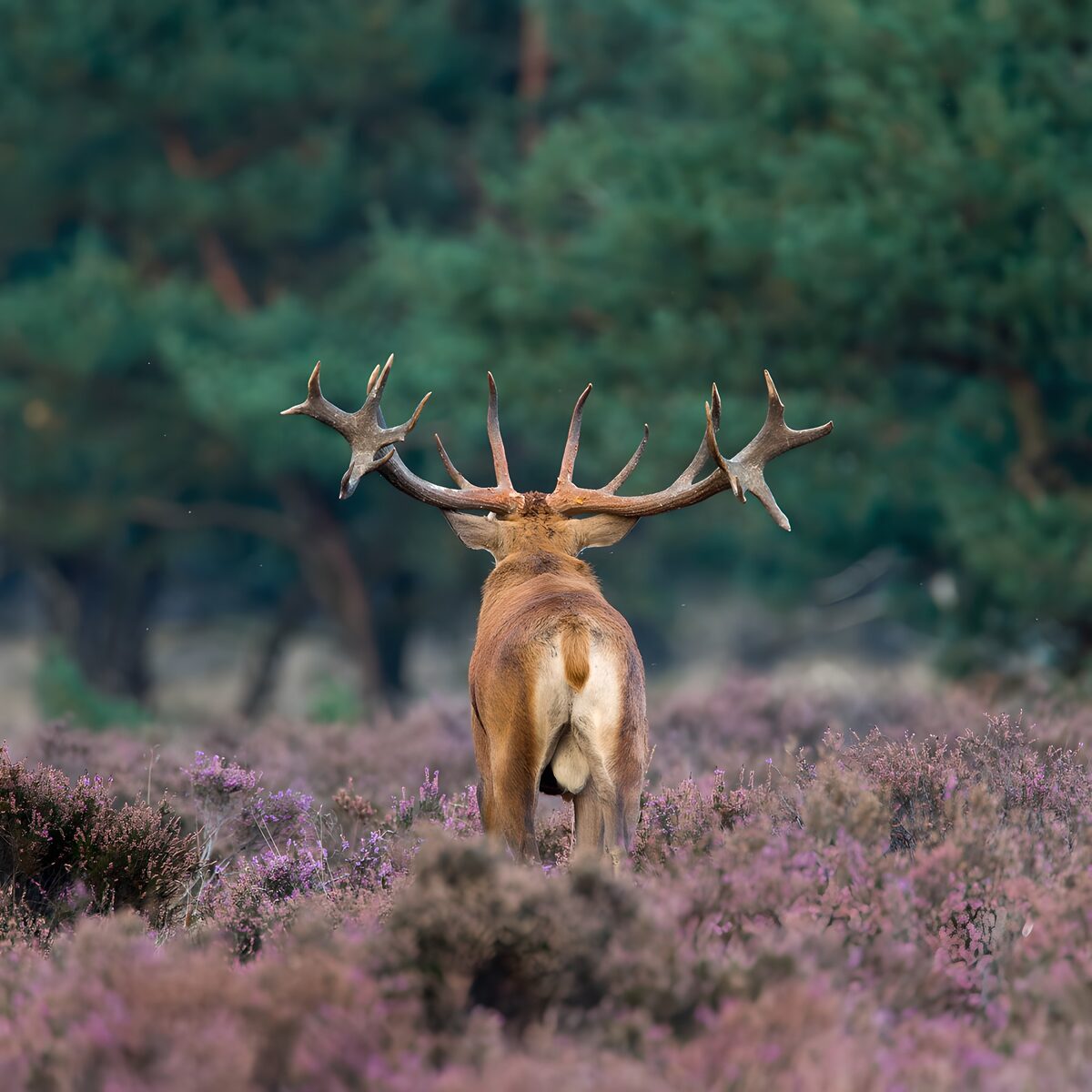 Cerf majestueux dans la bruyère