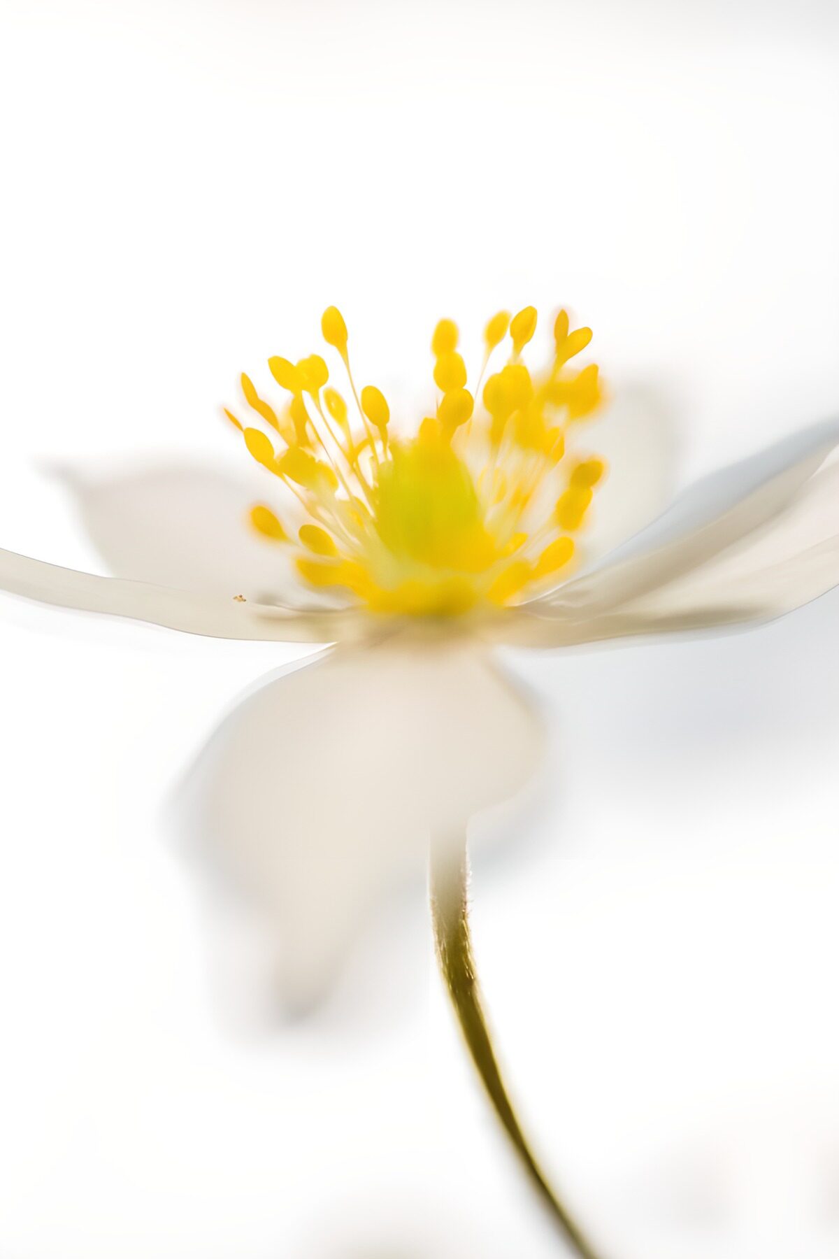 TPFR94330: Fleur délicate aux pétales blancs