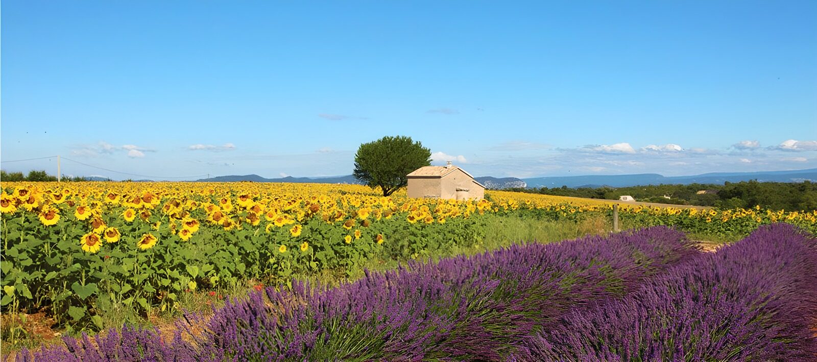 TPFR12280: Champs de tournesols et lavande