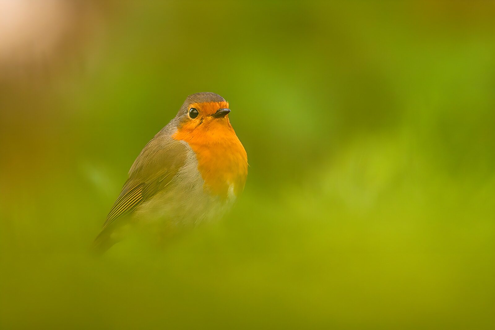 TPFR68492: Rouge-gorge en pleine nature