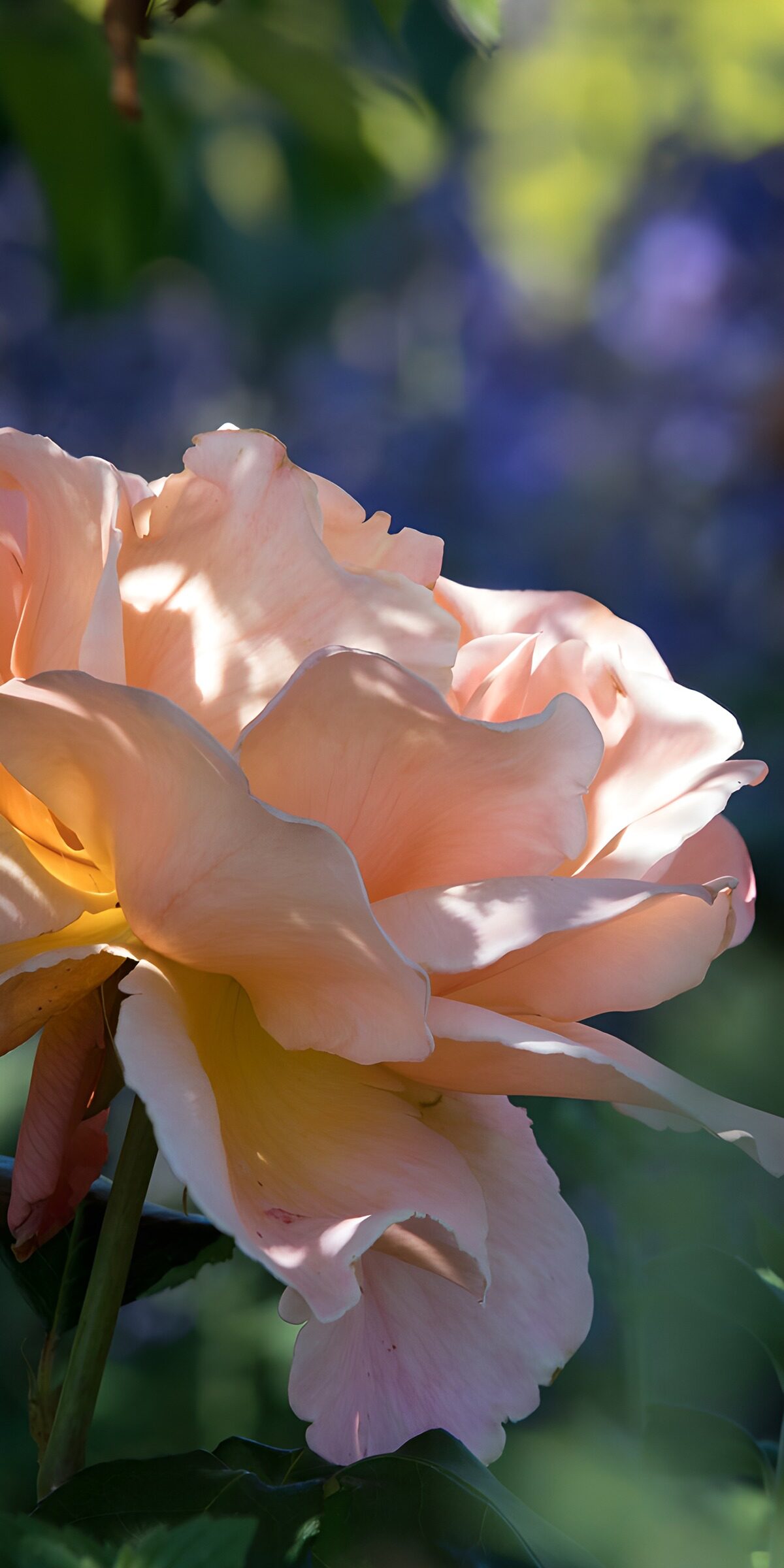 TPFR13025: Douceur de rose en plein soleil