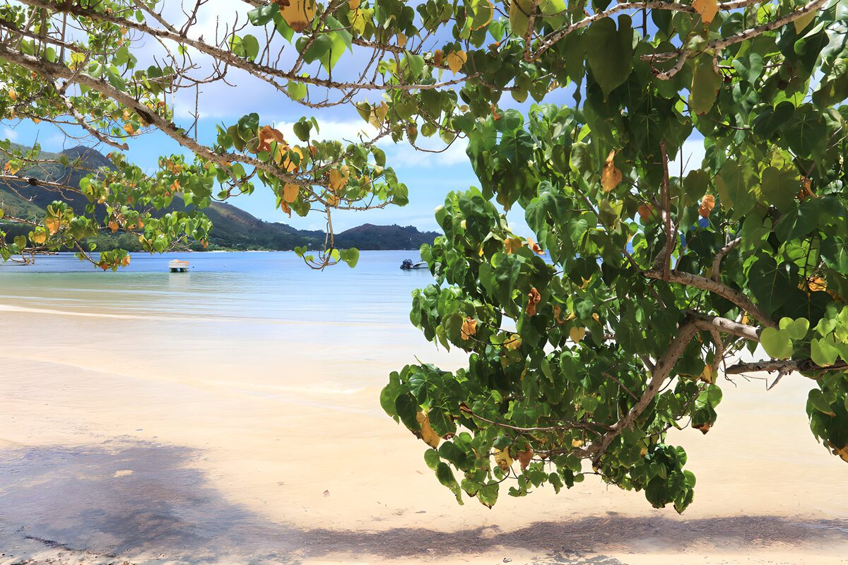 TPFR13934: Plage paisible sous les arbres verdoyants