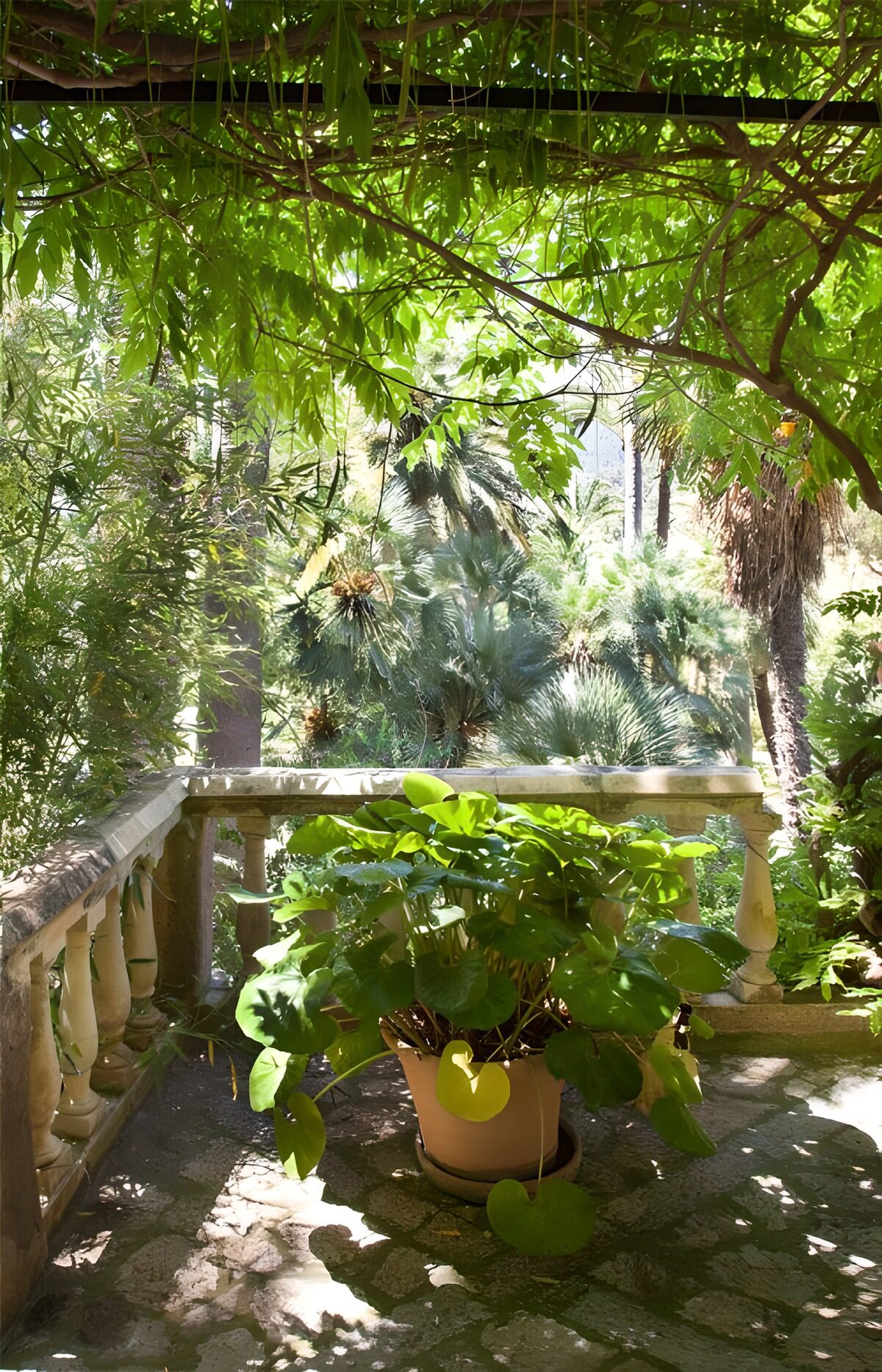 TPFR39852: Jardin verdoyant et paisible