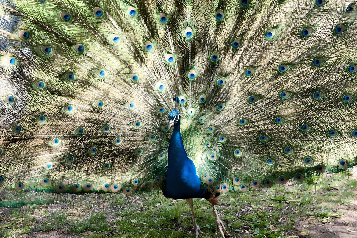 Paon aux plumes éclatantes