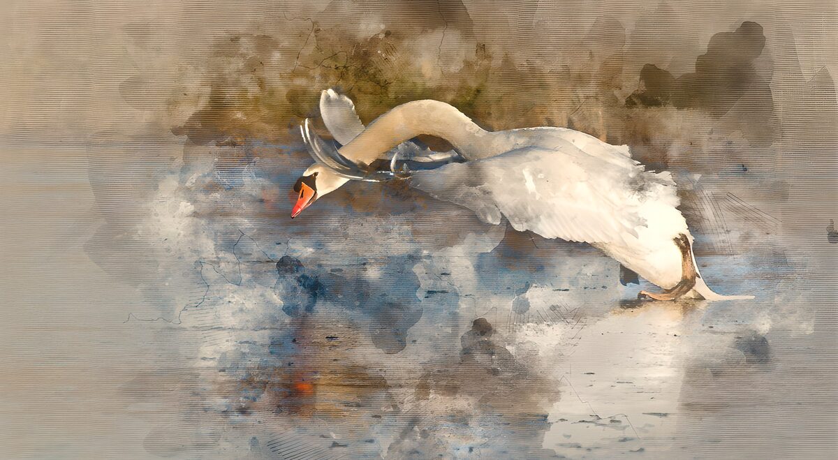 Cygne majestueux sur l'eau
