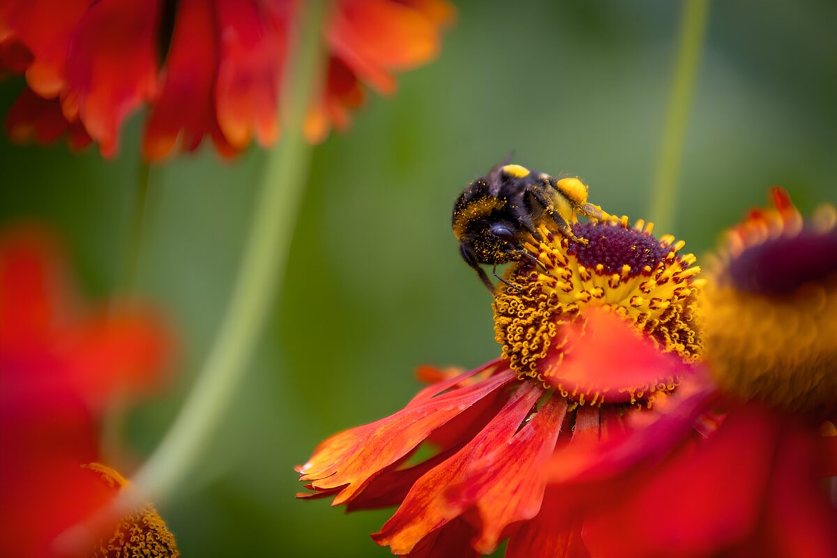 TPFR91018: Bourdon sur fleur rouge vif