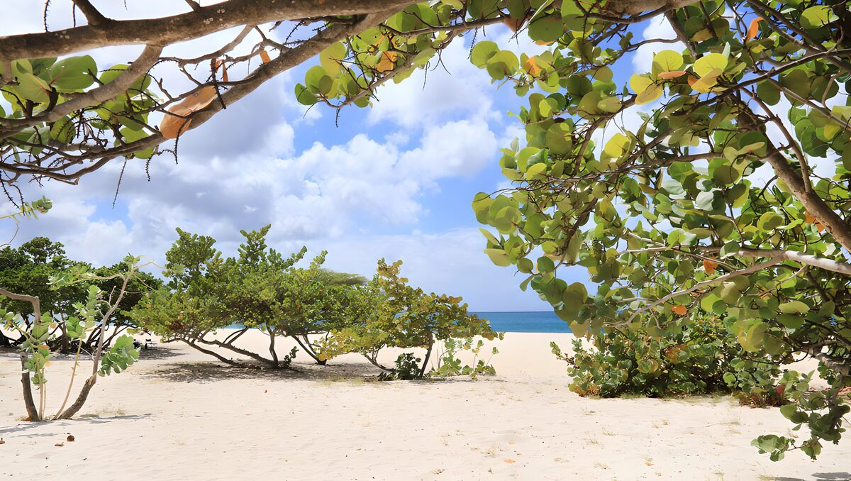 TPFR40727: Plage paisible et verdoyante