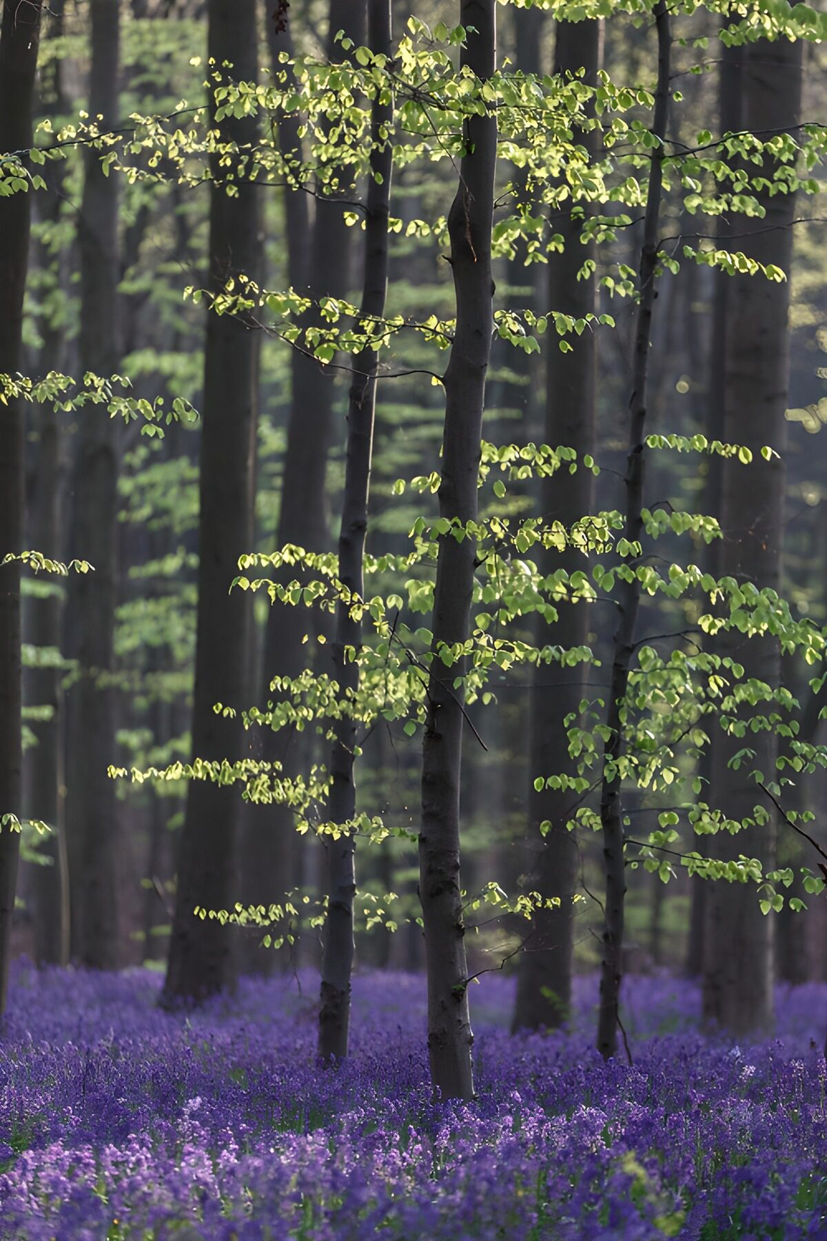 TPFR68213: Forêt en fleurs violettes