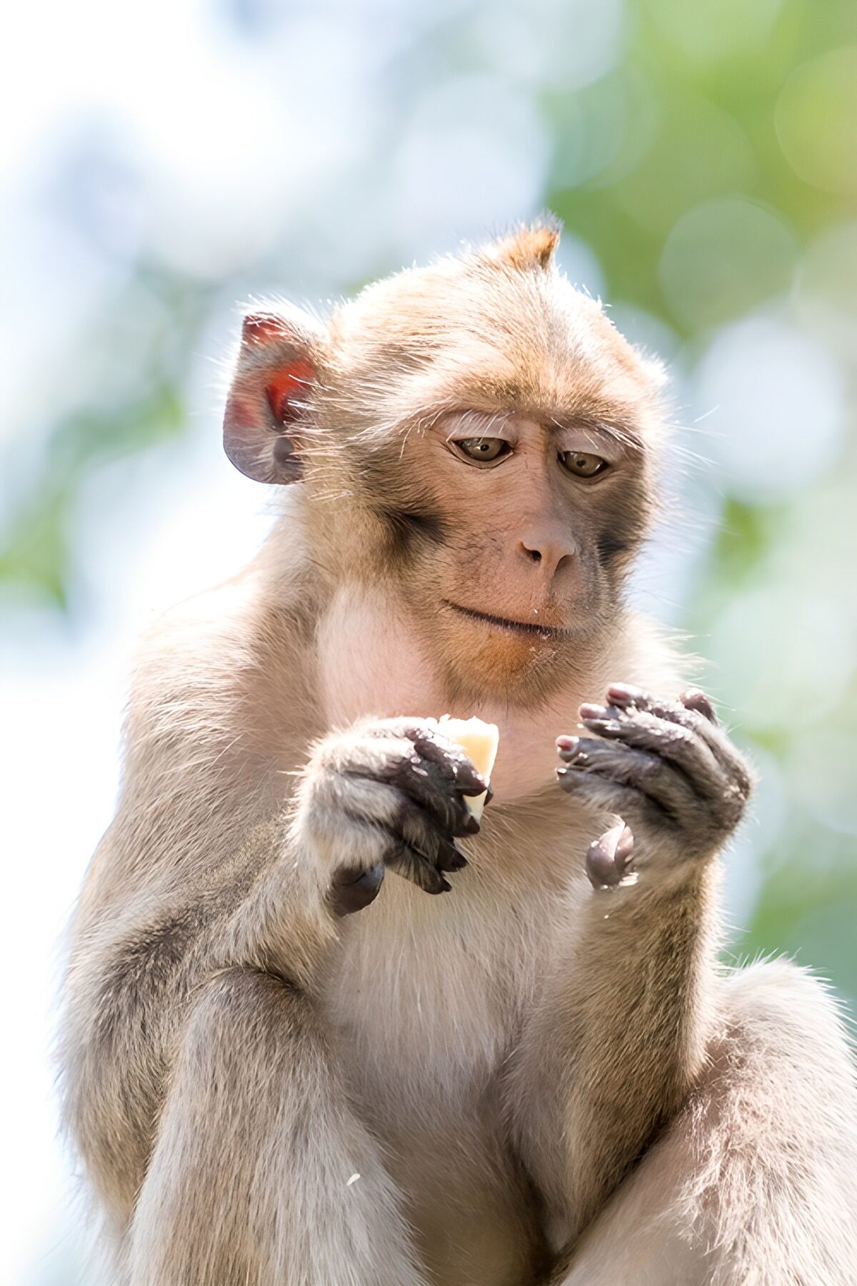 Singe savoureux en pleine contemplation