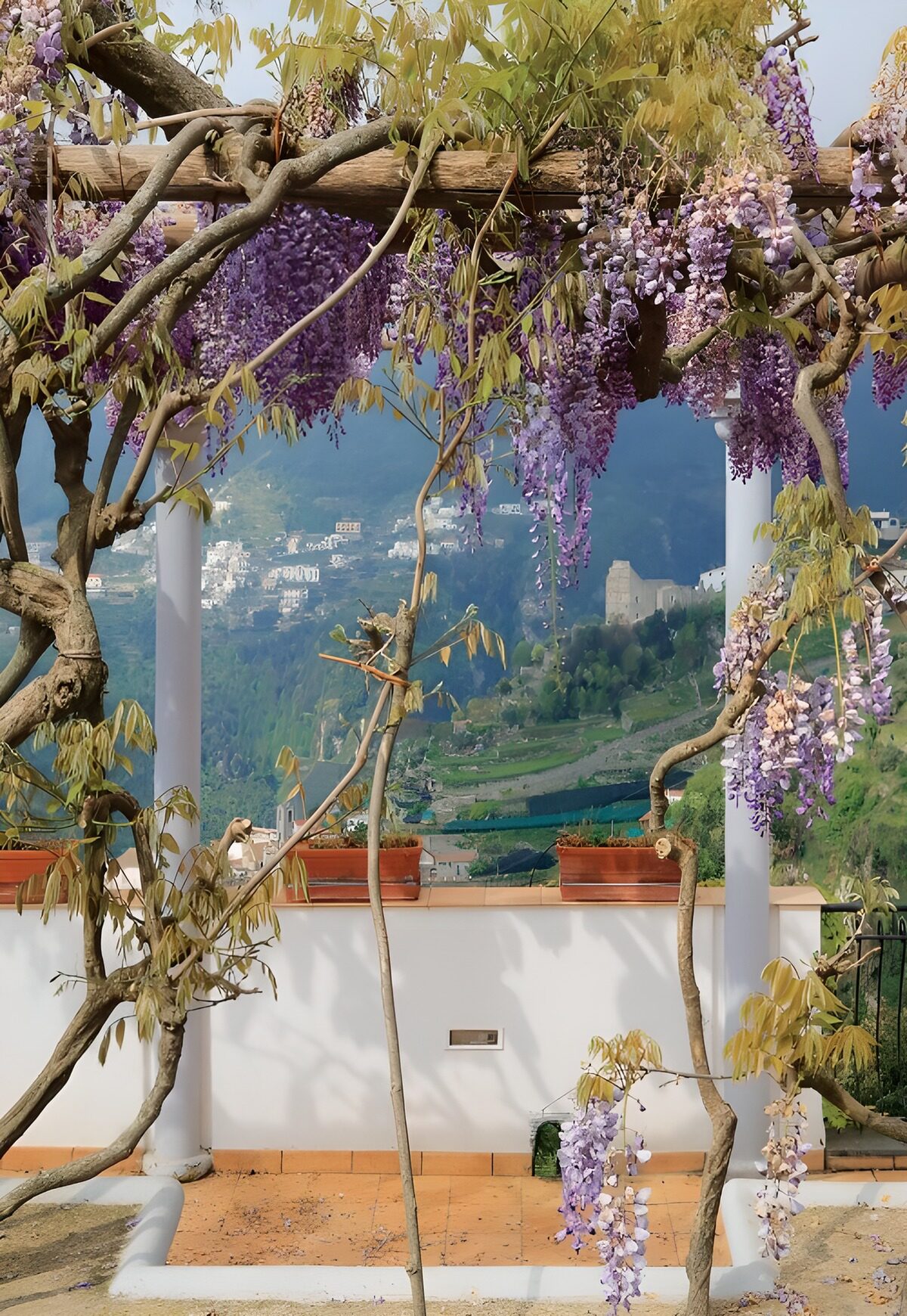 TPFR30616: Jardin fleuri sous les wisterias